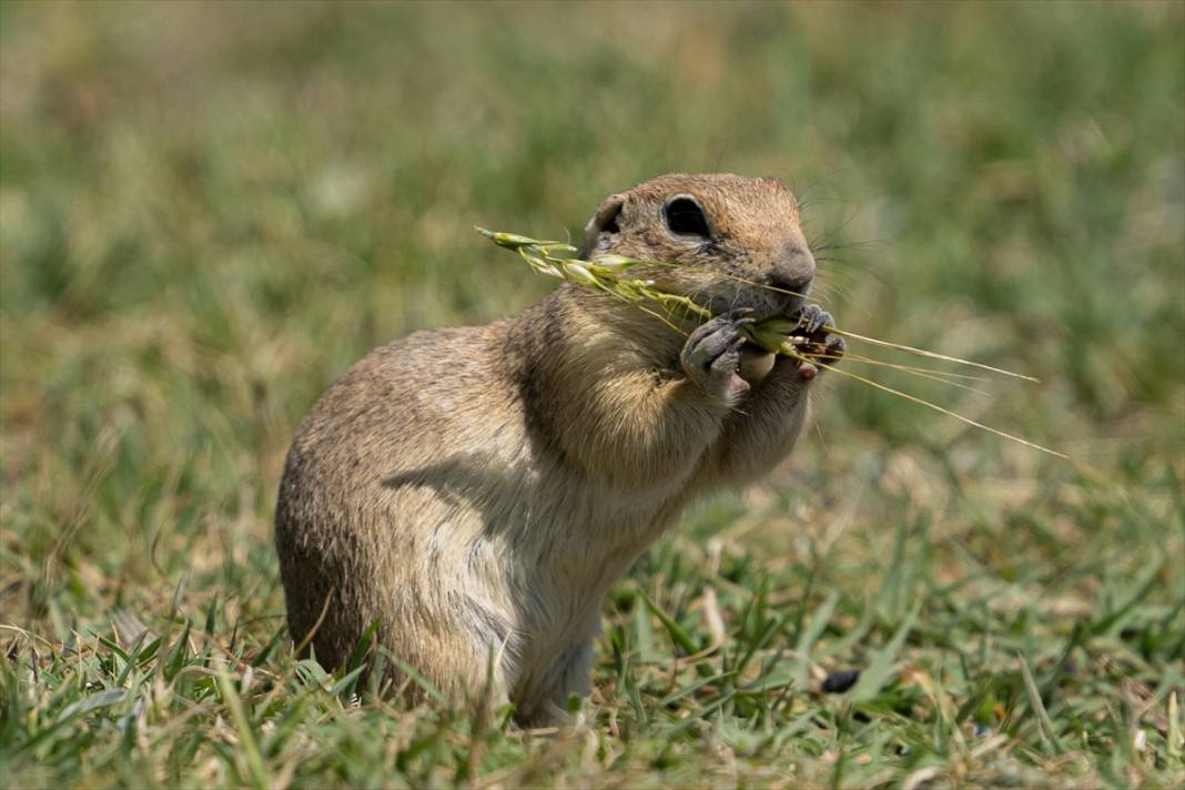 Toprağın verimliliğine katkı sağlayan gelengiler ortaya çıktı 2